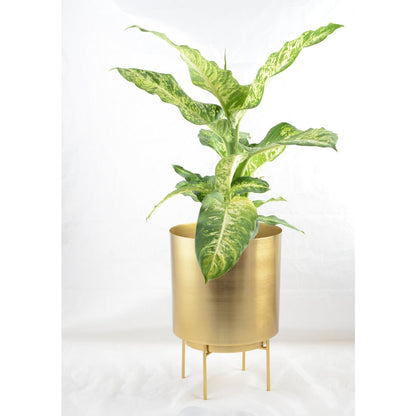Aulica Cache plantenpot Goud – Groot Model |woon-meubel.nl